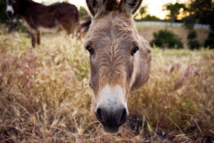 Celebrate the Holidays with a Heartwarming Donkey Experience