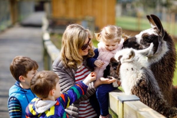 Discover The Best Animal Experiences Near Me