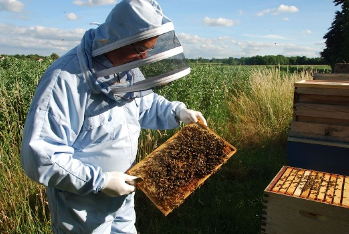 The Beekeeper Film and Bee Keeping Experiences in the UK