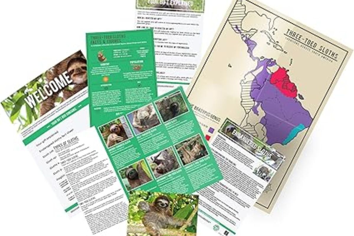 12 Month Sloth Adoption