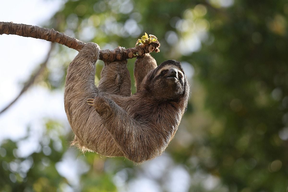 12 Month Sloth Adoption