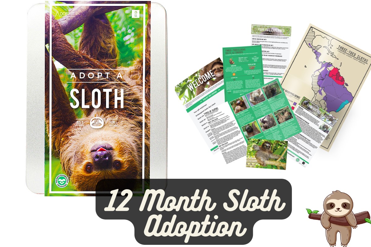 12 Month Sloth Adoption