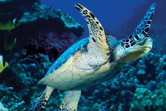 3 Star Hotel Break & Entry to Sea Life in Manchester
