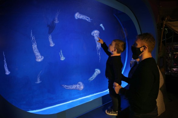 One Night 4 Star Hotel Stay & Sea Life Entry - Manchester
