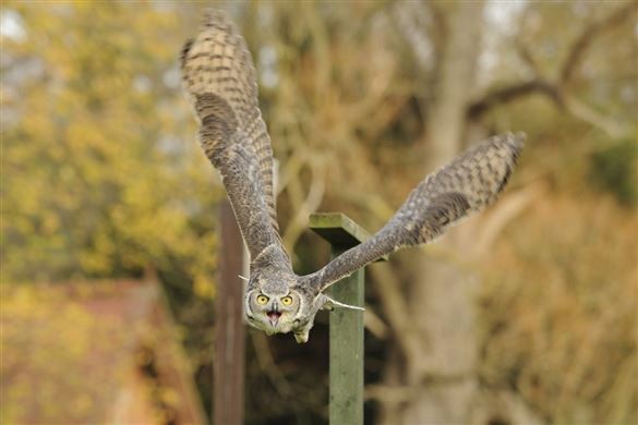 2 Hour Bird of Prey Experience for one - Bedfordshire