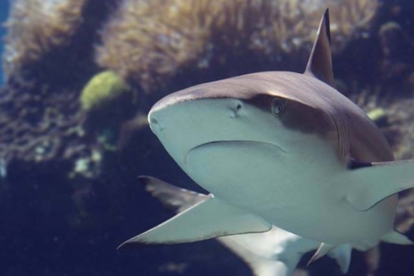 Manchester Sea Life Entry & 3 Star Hotel Stay                   