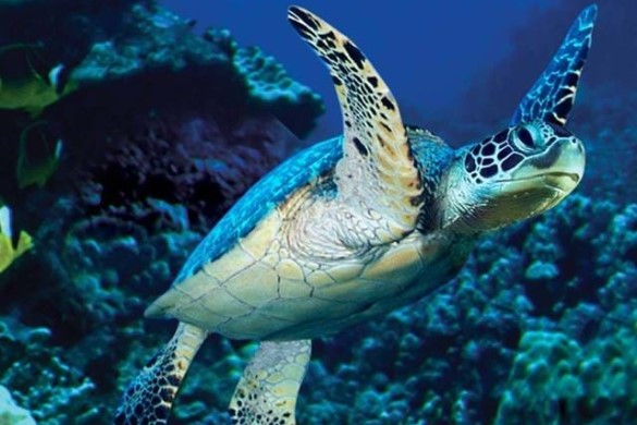 Entry For Manchester Sea Life & Hotel Stay For 2