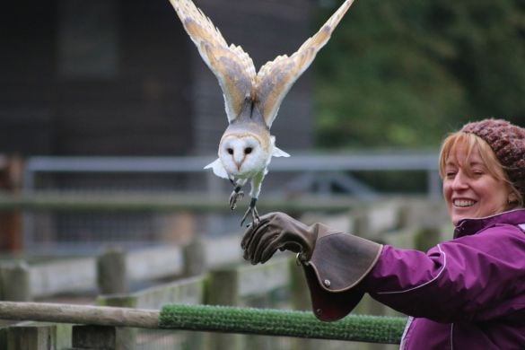 2 Hour Birds of Prey Experience for Two - Staffordshire