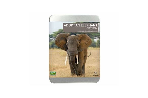 Adopt an Elephant