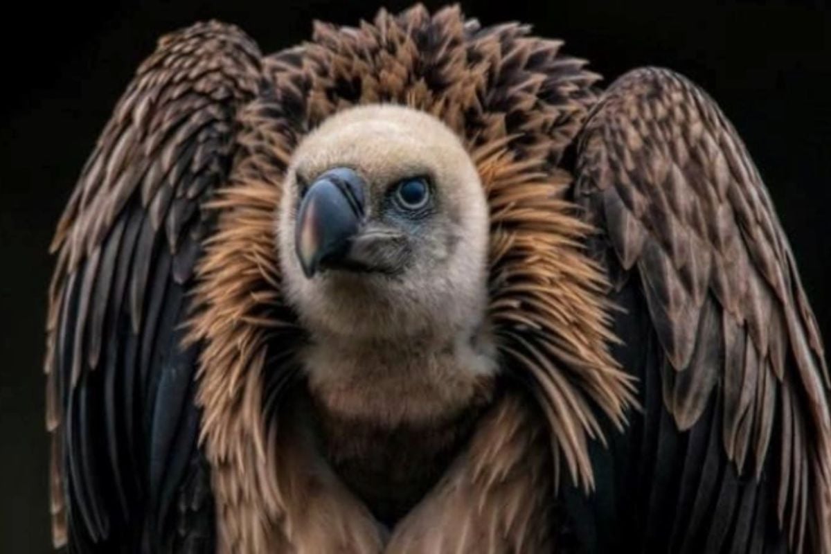 All Day Bird of Prey Photography Course in Cheshire