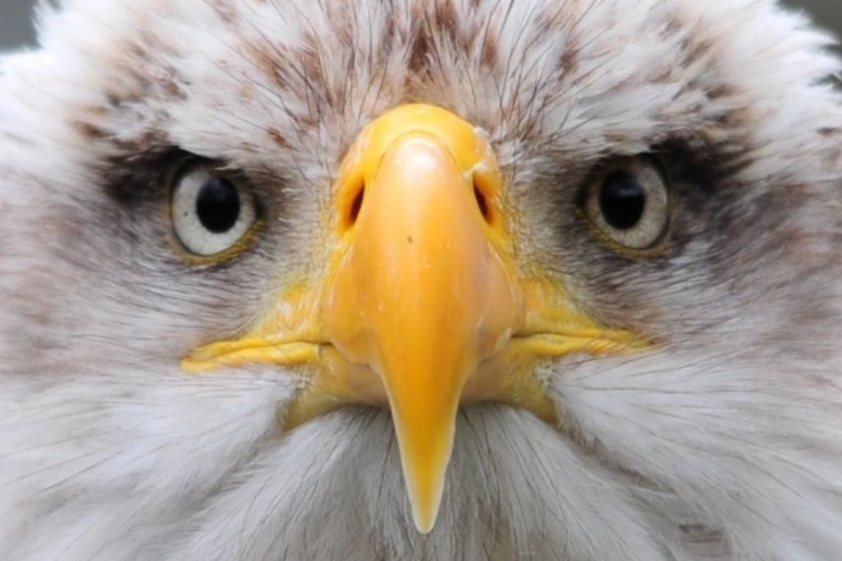 All Day Eagle Handling Experience in Cheshire