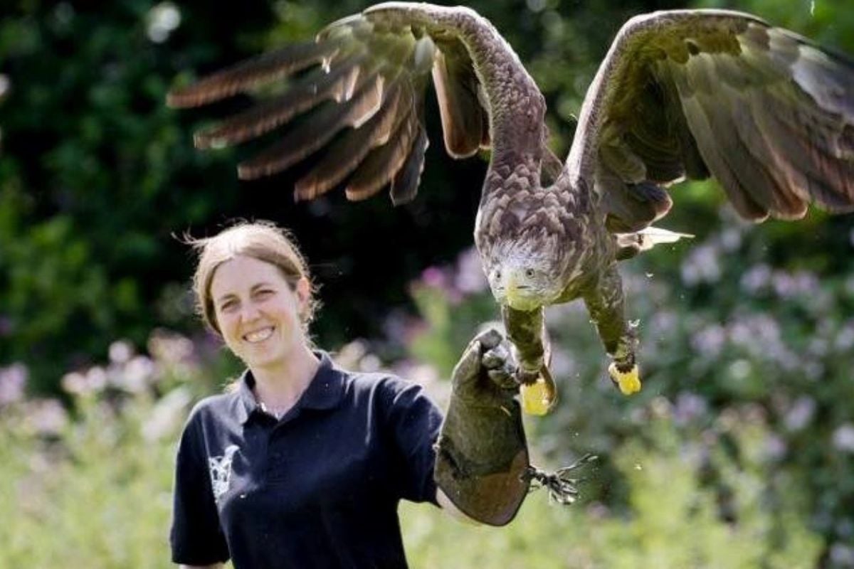 All Day Eagle Handling Experience in Cheshire