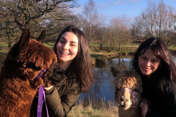 Alpaca Experience for 2 in Warwickshire