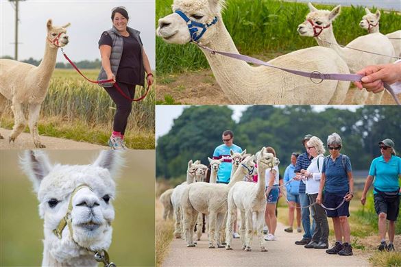 Alpaca Trekking in Kent