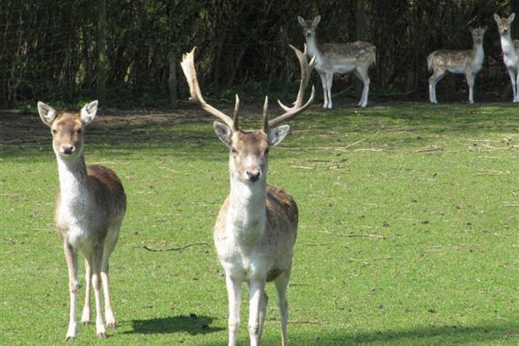 Animal Keeper Day in Telford