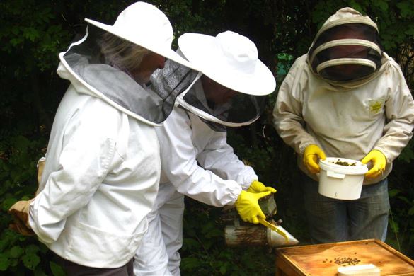 Bee Keeper for a Day