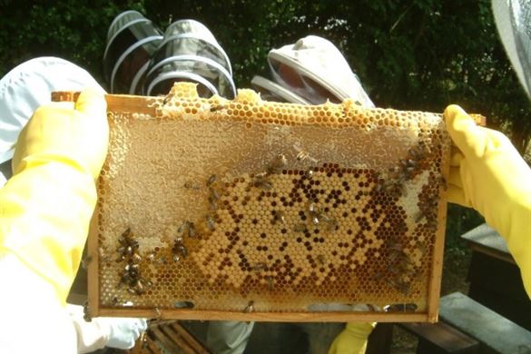 Beekeeping Course Experience In Sussex