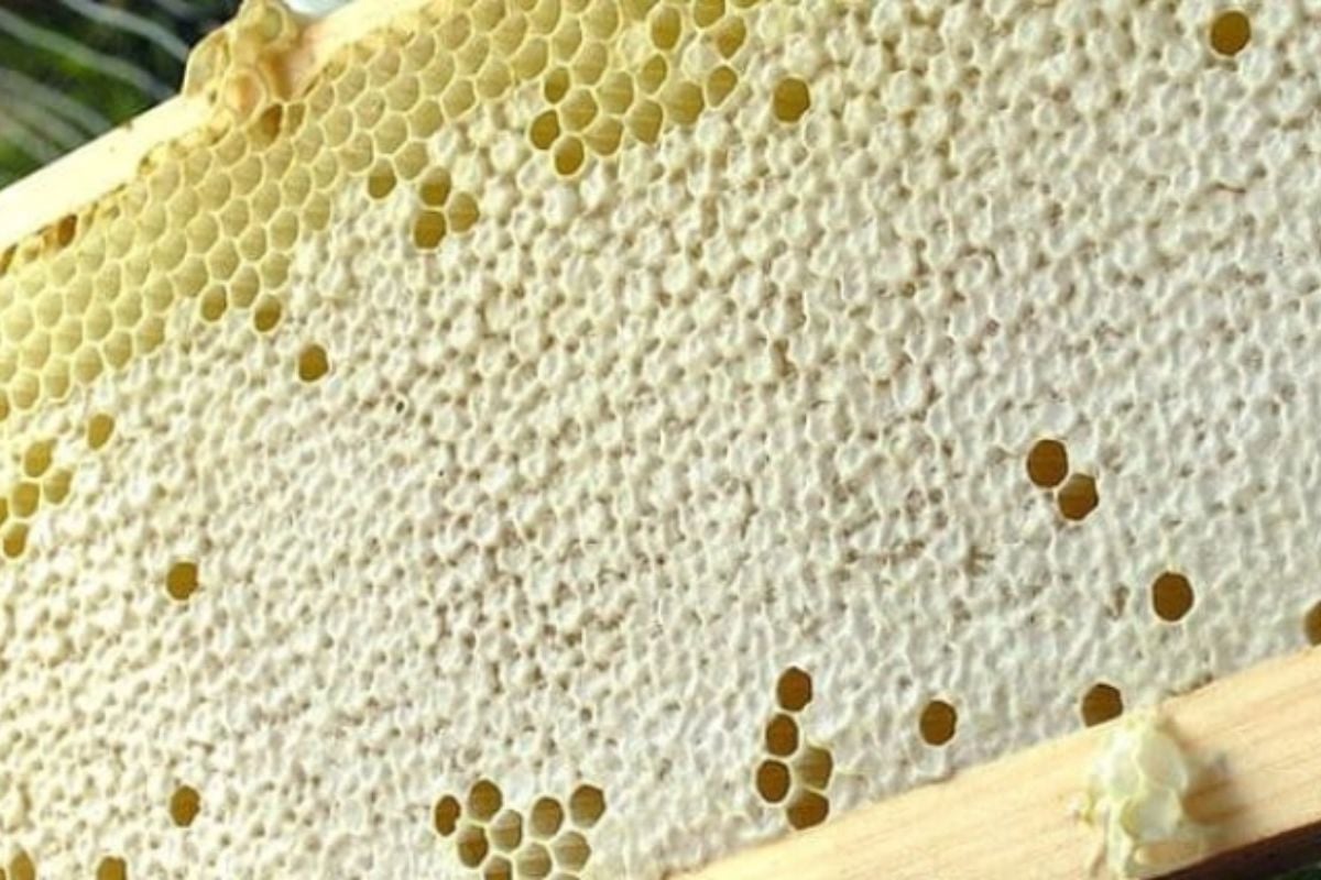Beekeeping Experience in Shropshire