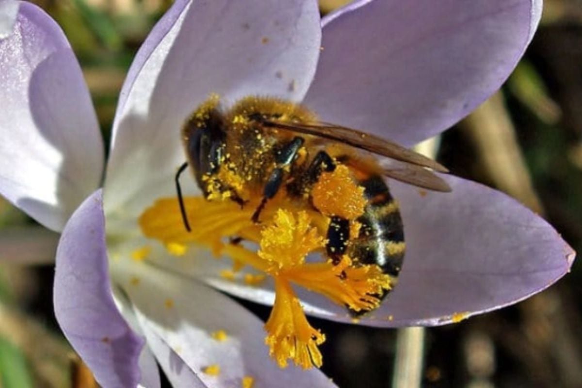 Beekeeping Experience in Shropshire