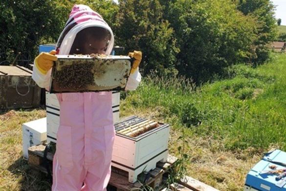 Beekeeping Experience with Lunch