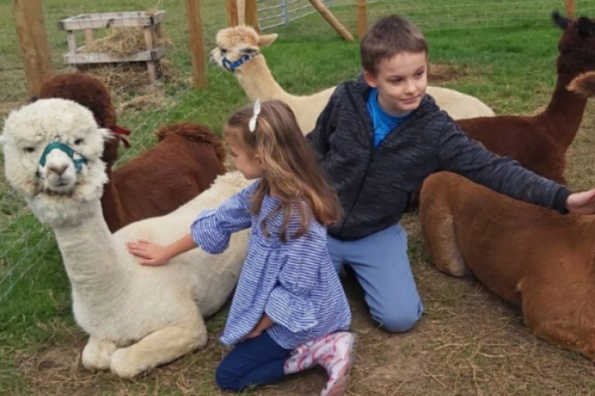 Alpaca Walking and Picnic Family of Four