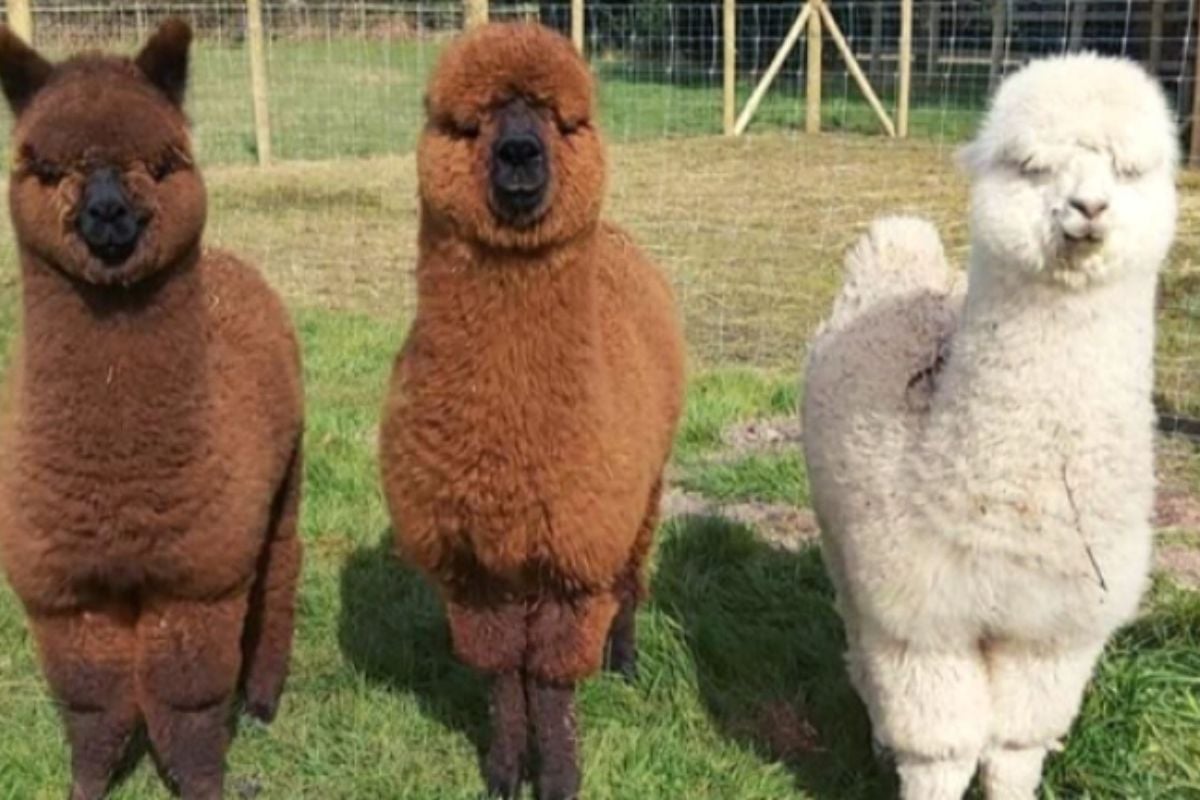 Alpaca Walking and Picnic Family of Four