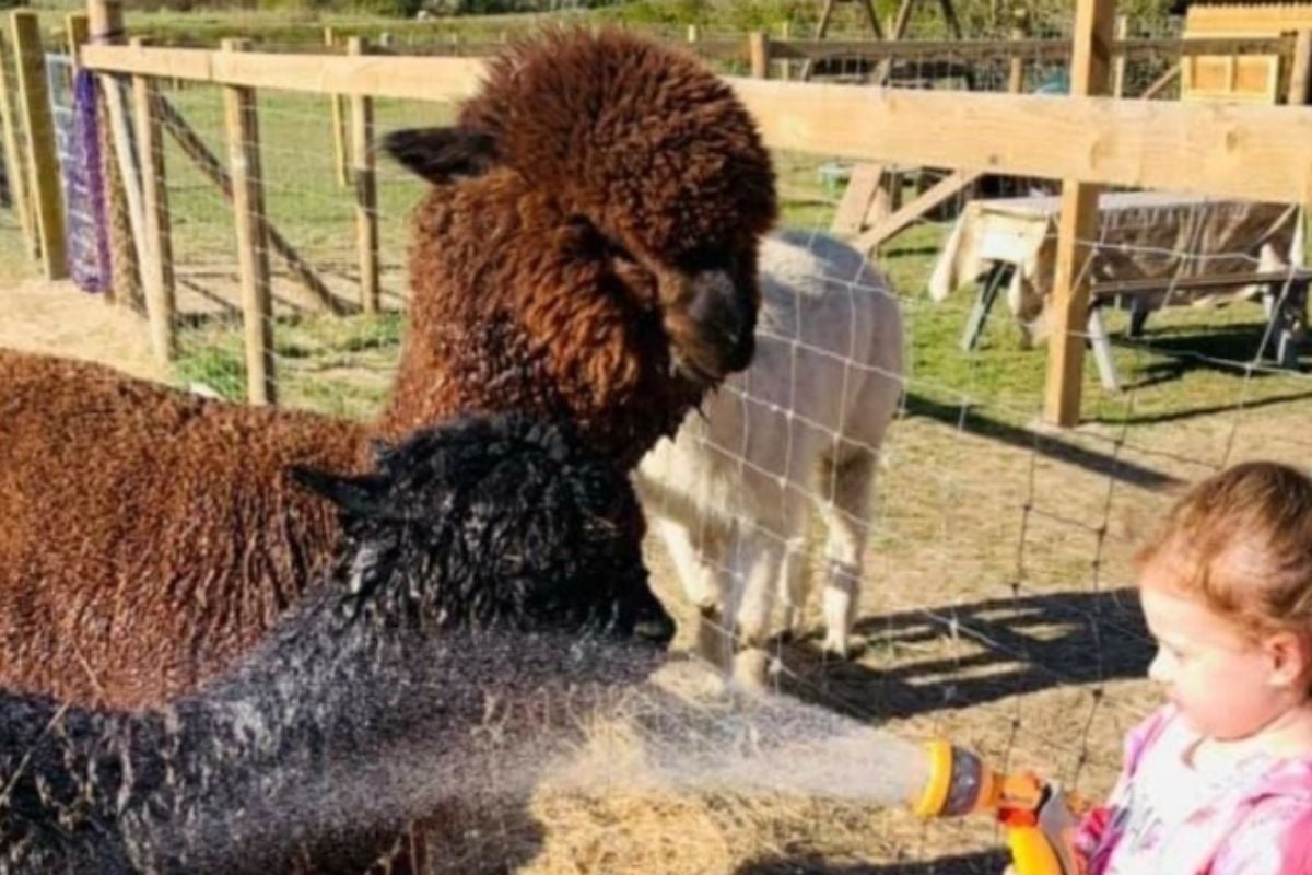 Alpaca Walking and Picnic Family of Four