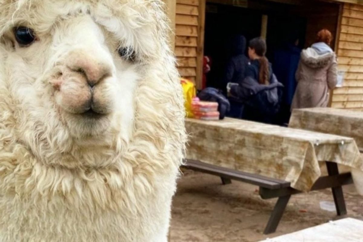 Berkshire Alpaca Walking and Picnic for Two