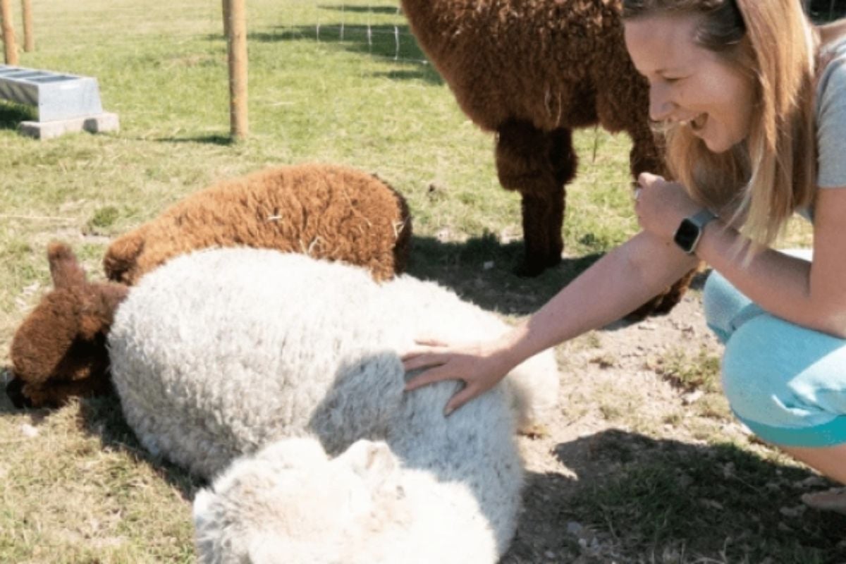 Berkshire Alpaca Walking and Picnic for Two