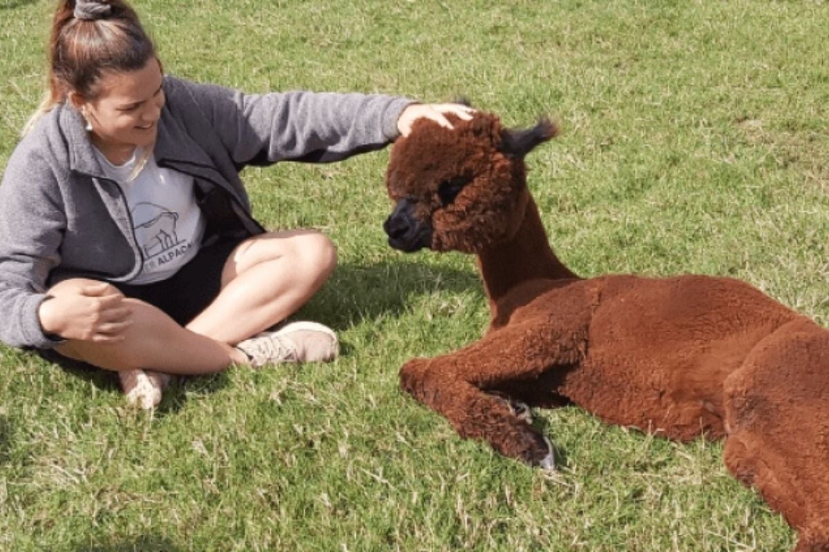 Berkshire Alpaca Walking and Picnic for Two