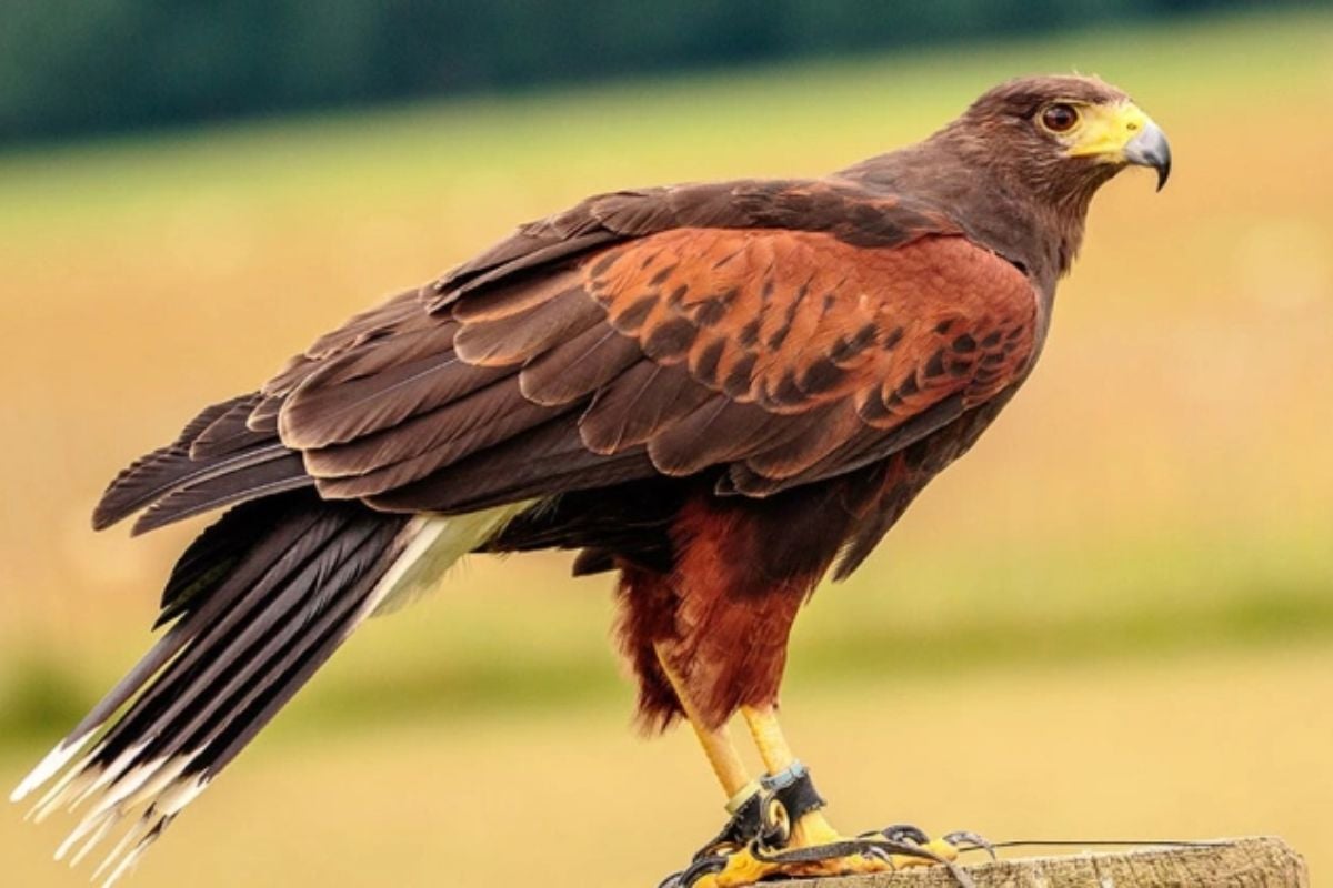 Willows Bird of Prey Centre Experience in Kent
