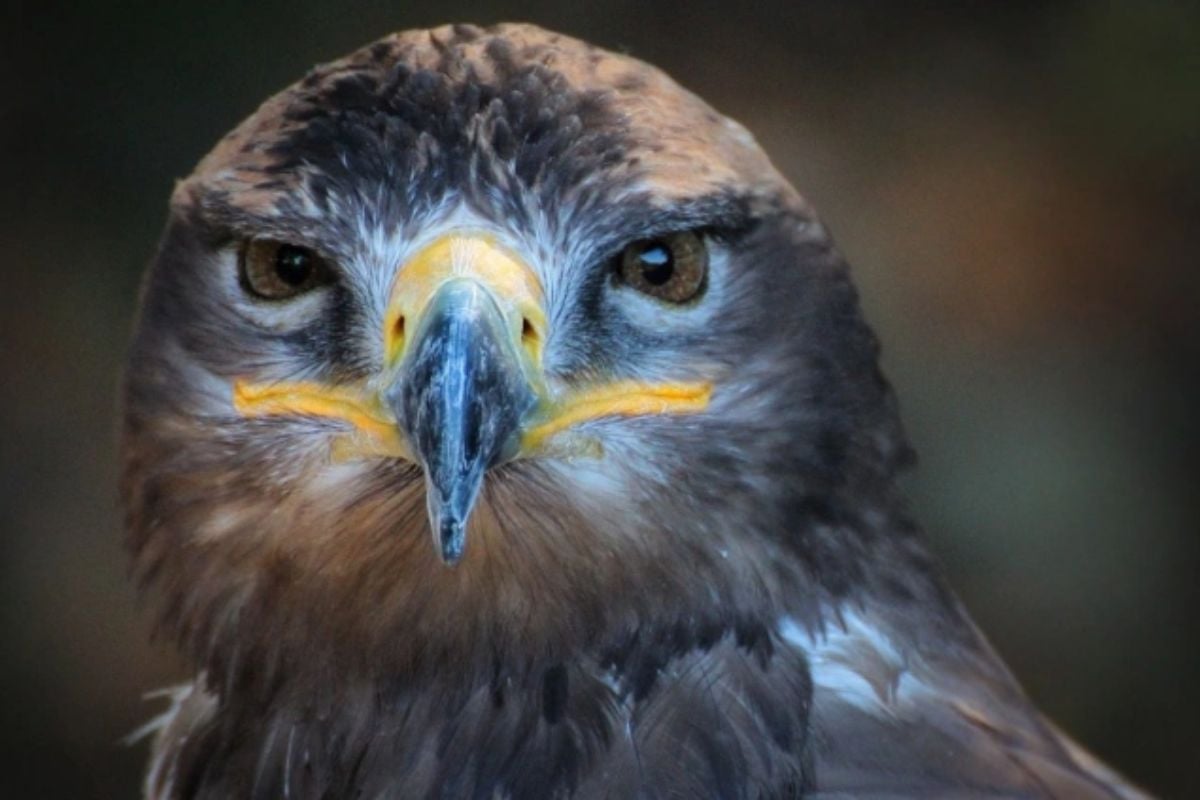 Willows Bird of Prey Centre Experience in Kent