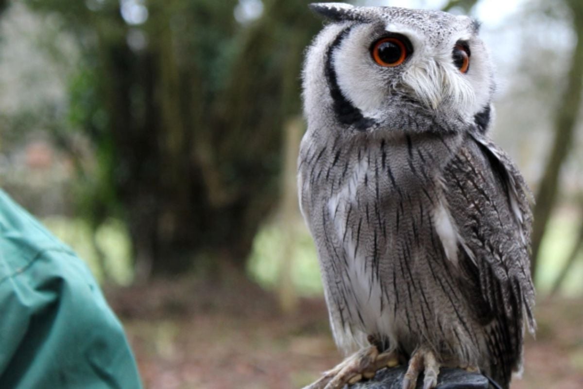 Willows Bird of Prey Centre Experience in Kent