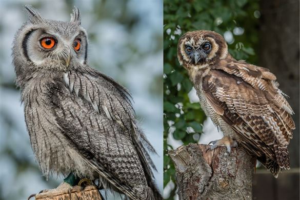 Bird of Prey or Owl Encounter for One - Oxfordshire