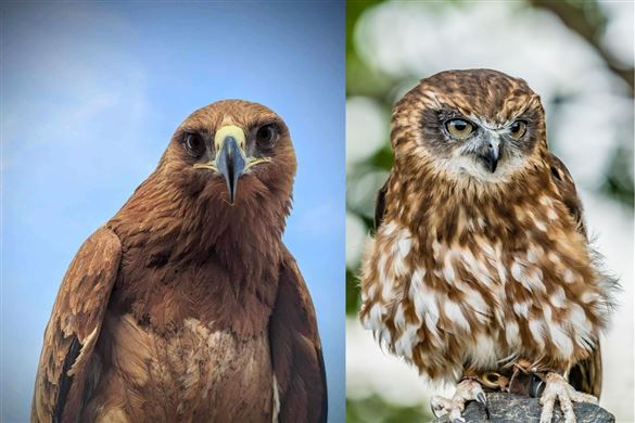 Bird of Prey or Owl Encounter for Two - Oxfordshire