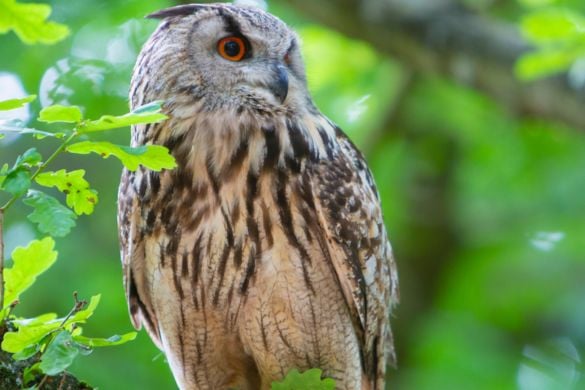 Bird of Prey Photography Session