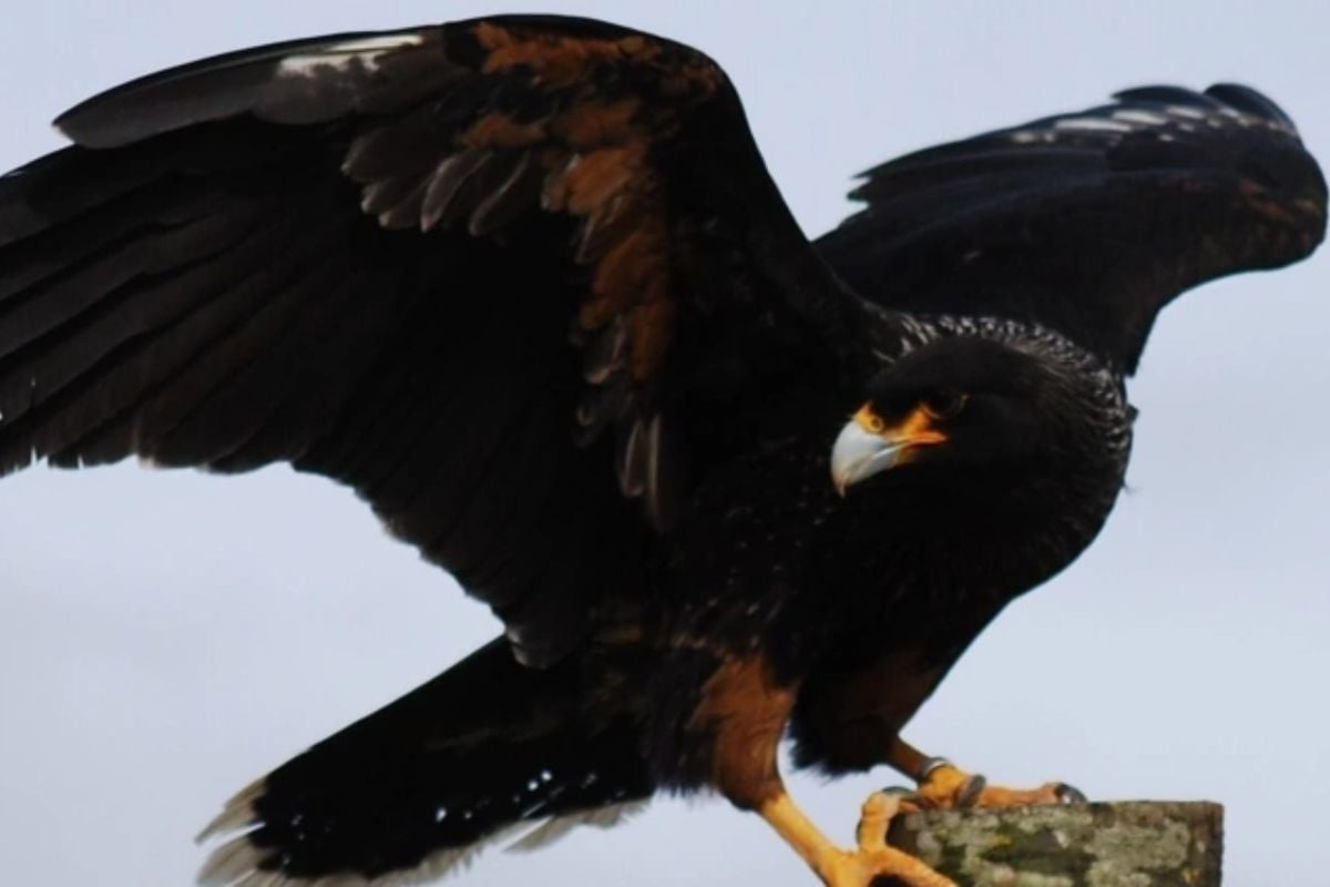 Bird of Prey Taster Experience for Two
