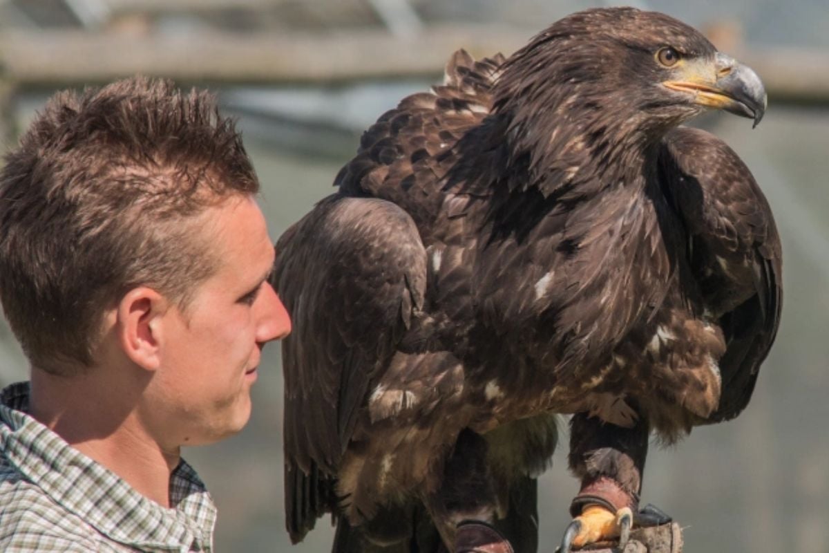Bird of Prey Taster Experience for Two