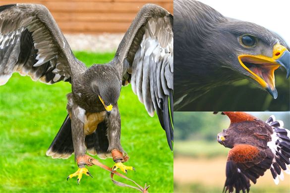 Birds of Prey Experience - Derbyshire