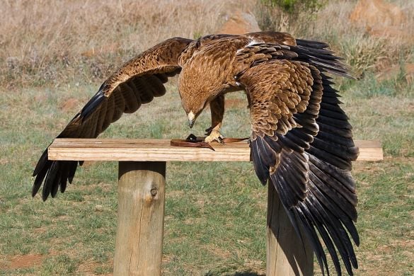 Birds of Prey Experience