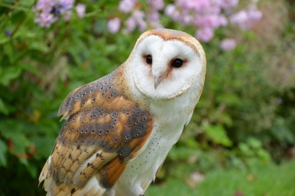 Birds of Prey Experience