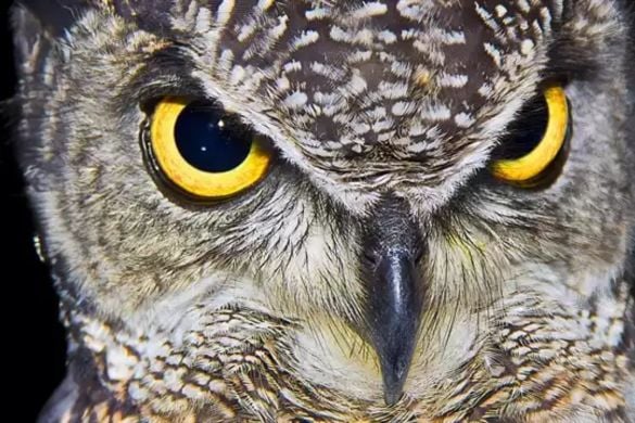 Birds of Prey Experience