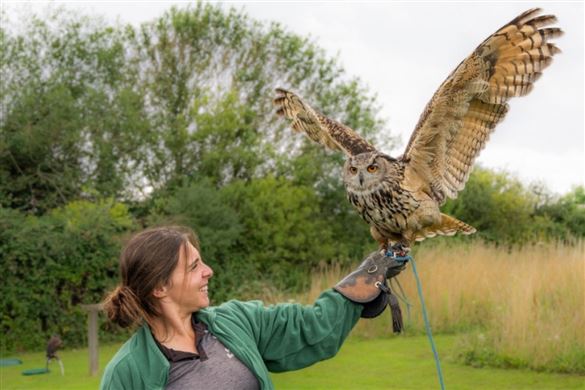 Owl or Birds of Prey Experience - North Somerset