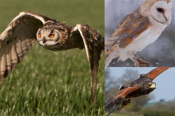 Birds of Prey - North West Leicestershire