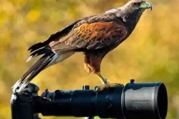 Birds of Prey Photography Day - Oxfordshire