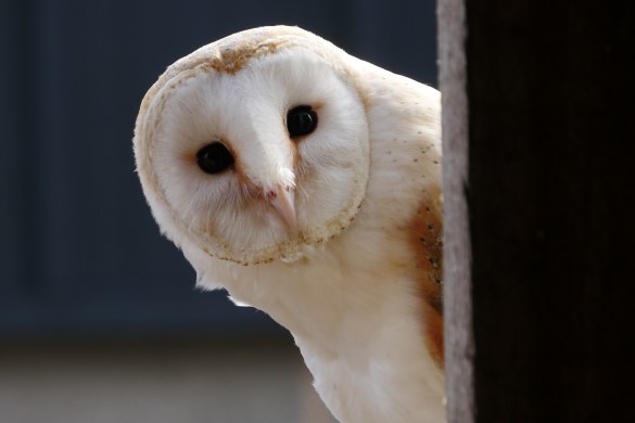 Birds of Prey Shrewsbury - Owl Experience 