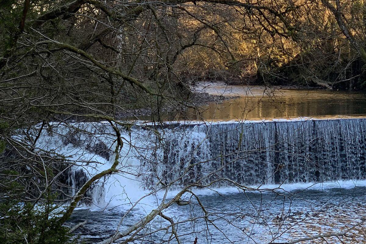 Bush Craft Taster South Wales