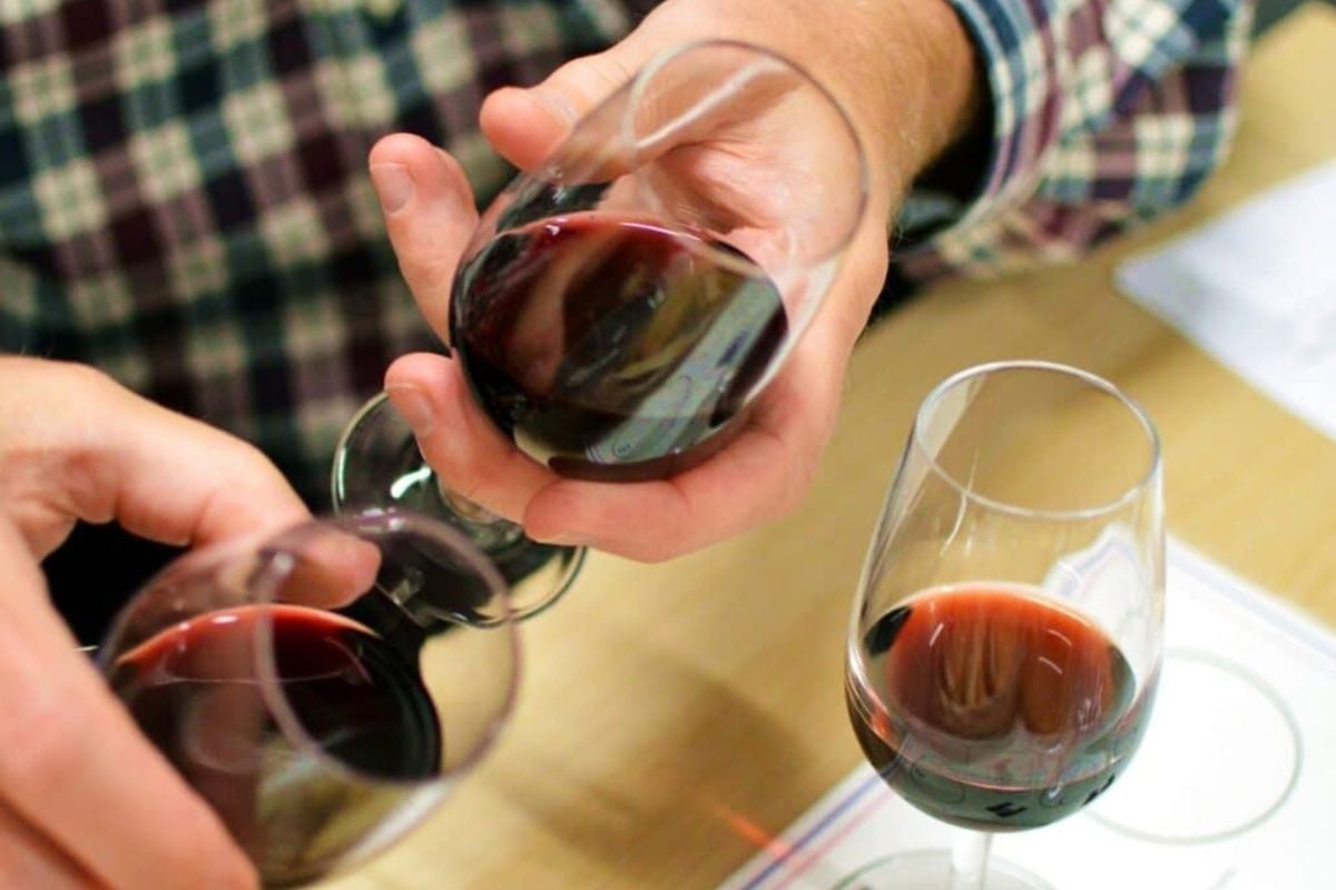 Cheese and Wine Tasting Session