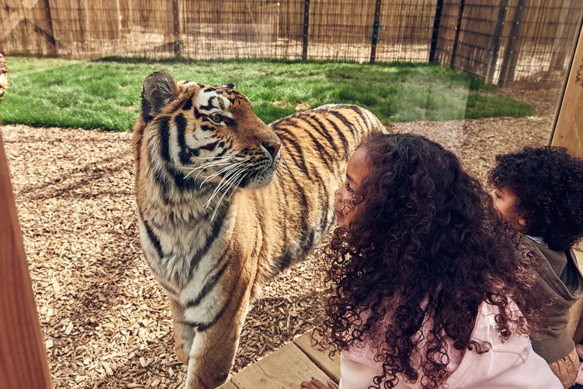 Chessington World of Adventures Resort Tickets for Two