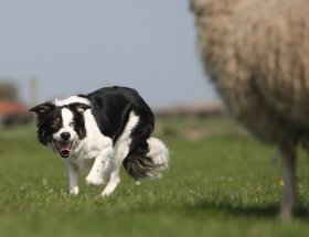 Collie Sheepdog Experience Day